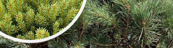 Grove den - Pinus sylvestris 'Watereri'