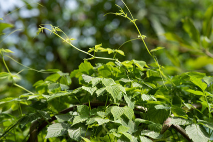 Onsterfelijkheidskruid - Gynostemma pentaphyllum 'Jiaogulan'