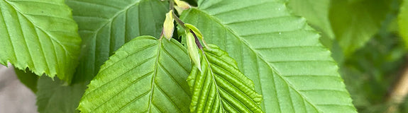 Haagbeuk - Carpinus betulus 'Lucas'