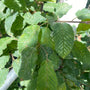 Haagbeuk - Carpinus betulus 'Orange Retz'