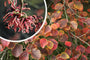 Toverhazelaar - Hamamelis x intermedia 'Ruby Glow' bloei