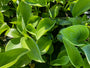 Hartlelie - Hosta 'Empress Wu' - Jong blad