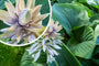 Hartlelie - Hosta 'Empress Wu' - Bloei