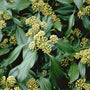Bloei van de klimop - Hedera colchica 'Arborescens'