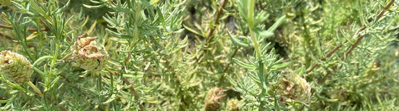 Cipressenkruid - Santolina chamaecyparissus