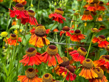 Rood oranje bloei Zonnekruid - Helenium 'Moerheim Beauty'