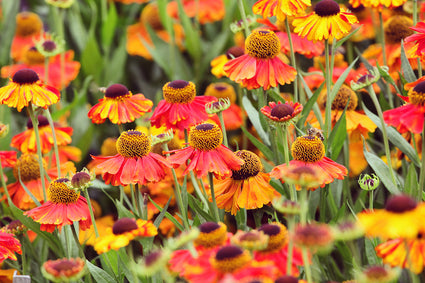 Zonnekruid - Helenium 'Sahin's Early Flowerer'