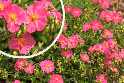 Zonneroosje - Helianthemum 'Ben Hope' in bloei