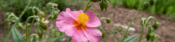 Zonneroosje - Helianthemum 'Lawrenson's Pink'