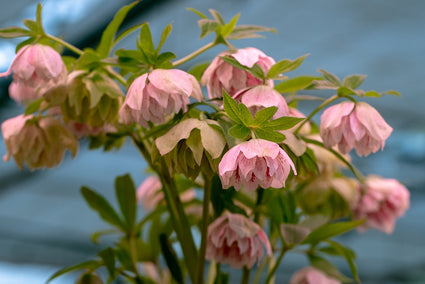 Nieskruid - Helleborus orientalis 'Double Light Rose'