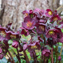Nieskruid - Helleborus orientalis 'Pretty Ellen Purple'