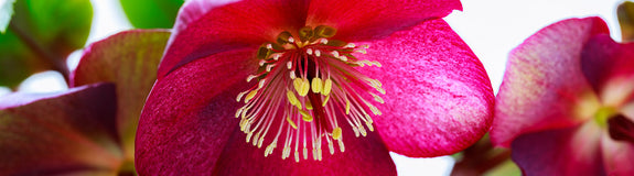 Nieskruid - Helleborus orientalis 'Pretty Ellen Red'