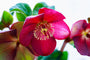 Nieskruid - Helleborus orientalis 'Pretty Ellen Red'