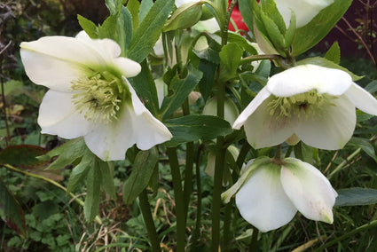 Nieskruid - Helleborus orientalis 'Pretty Ellen White'