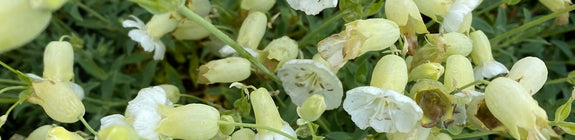 Hemelroosje - Silene uniflora maritima
