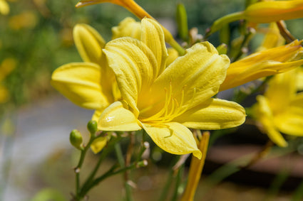 Daglelie - Hemerocallis 'Java Sea'