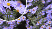 Herfstaster   Aster 'Professor Anton Kippenberg'