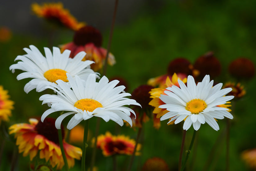 Herfstmargriet - Leucanthemum 'Becky'