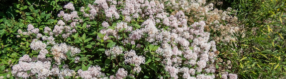 Herfstsering - Ceanothus 'Marie Simon' roze bloeiende heester