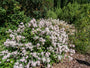 Herfstsering - Ceanothus 'Marie Simon' roze bloeiende heester