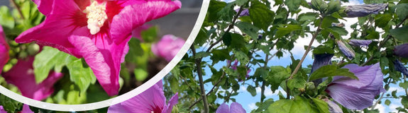 Hibiscus syriacus 'Woodbridge' - Bloei