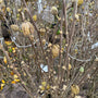 Hibiscus syriacus 'Woodbridge' Herfst