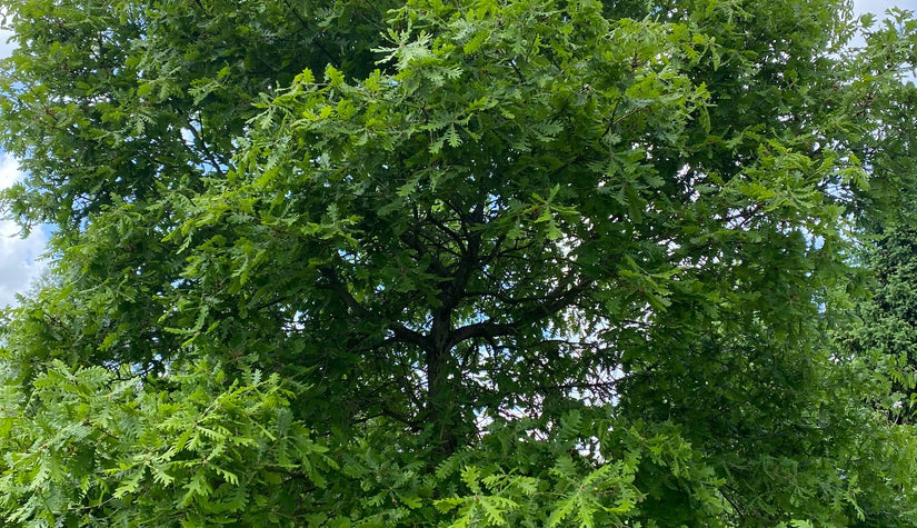 Hongaarse eik - Quercus frainetto