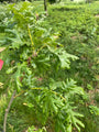 Blad Hongaarse eik - Quercus frainetto