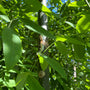 Blad Honingboom - Sophora japonica 'Pendula'