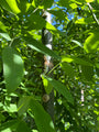Blad Honingboom - Sophora japonica 'Pendula'