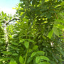 Honingboom - Sophora japonica 'Pendula' Treurvorm