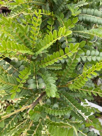 Honingboom - Sophora microphylla 'Sun King'