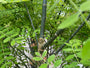 Honingboom - Sophora japonica
