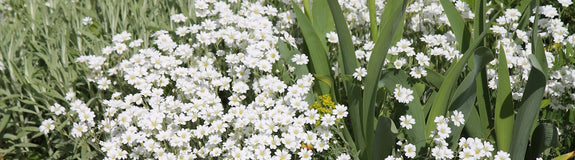 Hoornbloem-Cerastium-biebersteinii-plant.jpg