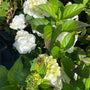 Hortensia - Hydrangea macrophylla 'Soeur Therese'