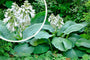 Hartlelie - Hosta 'Blue Angel' in bloei