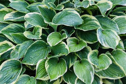 Hosta fortunei francee - onderdeel van borderpakket Daan