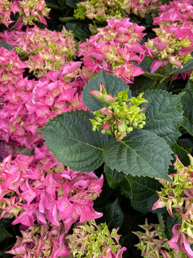 hortensia-hydrangea-macrophylla-masja-boerenhortensia-roze-rood