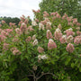  Hortensia - Hydrangea paniculata 'Pink Diamond'