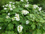  Eikenbladhortensia - Hydrangea quercifolia 'Alice' - Sierheester
