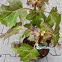 Eikenbladhortensia - Hydrangea quercifolia 'Munchkin'