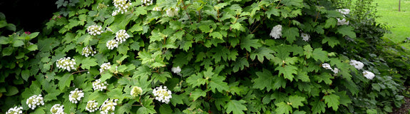 Hydrangea quercifolia 'Snowflake' in bloei