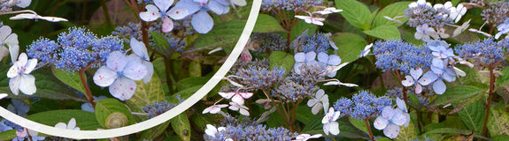 Hortensia - Hydrangea serrata 'Bluebird'