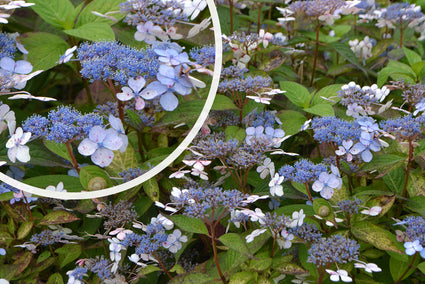 Hortensia - Hydrangea serrata 'Bluebird'