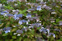 Hortensia - Hydrangea serrata 'Bluebird' bloei