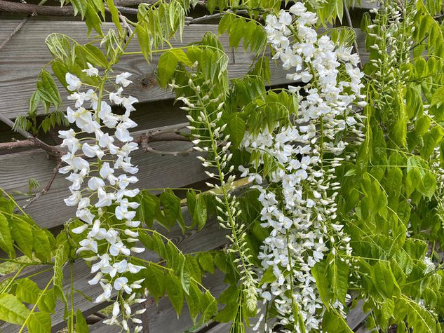 witte blauweregen blauwregen wit klimplanten pergola