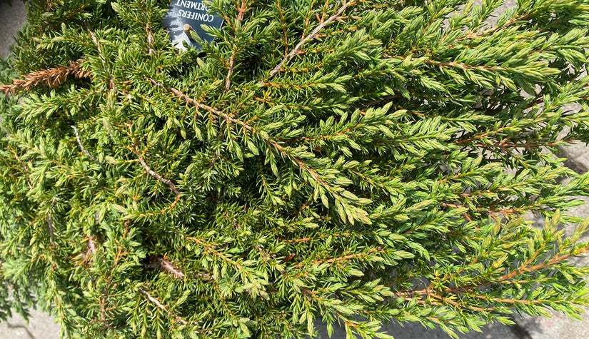 klant foto green carpet conifeer juniperus