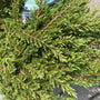 klant foto green carpet conifeer juniperus