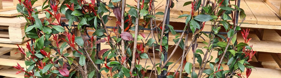 Glansmispel - Photinia fraseri 'Red Robin Compacta'