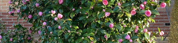 Roze bloeiende camellia struik